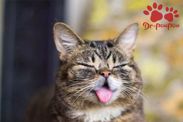 爪爪博士宠物怎么样,爪爪博士宠物用药