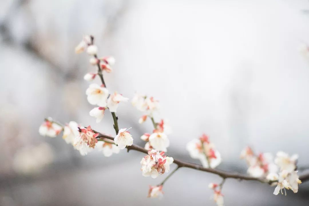 杭州孤山梅园图片,杭州赏梅园