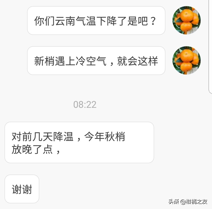 柑橘新梢嫩叶卷曲是什么原因,柑橘新梢卷叶怎么回事