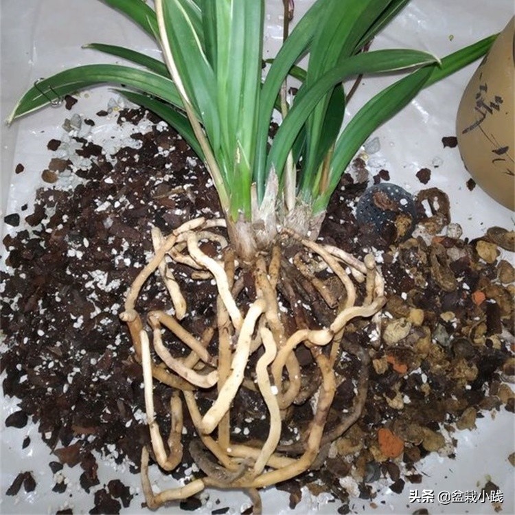 兰花上盆最佳方法,兰花春天多久服盆