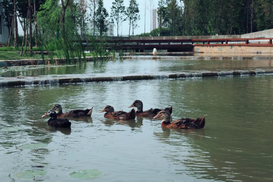 百年老院发新芽！市属医院北扩填空白，郑州市三院北院区开诊