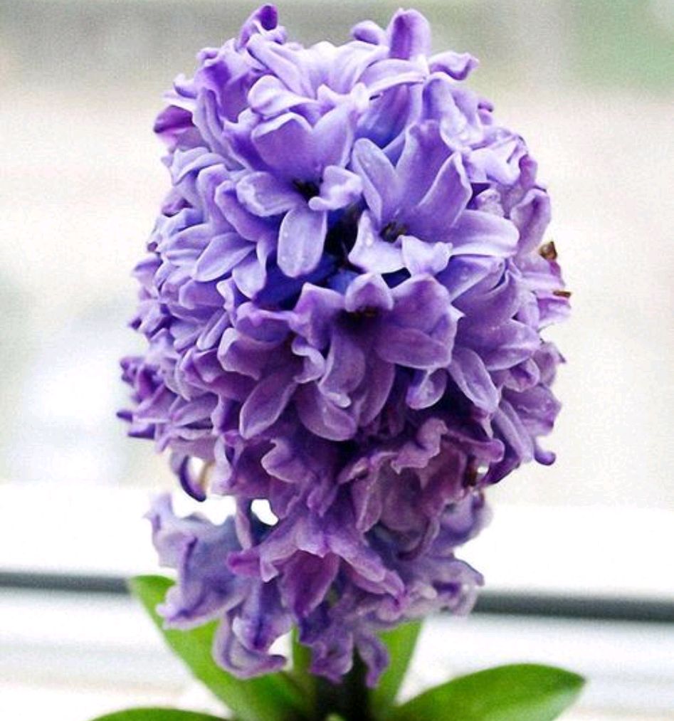 阳台客厅养花能用石硫合剂吗,家里养花放在客厅西面阳台好吗