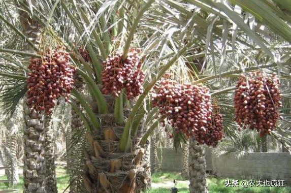 迪拜土豪最喜欢的3种水果,此果被誉为长寿果
