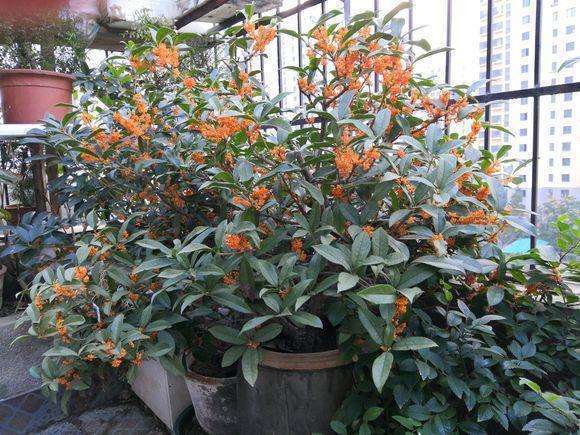 桂花盆栽在北方怎么养护和管理,桂花移入盆栽浇水的正确方法