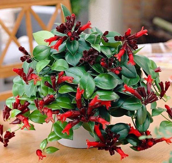 想要口红滋润点该加什么,想要口红更滋润