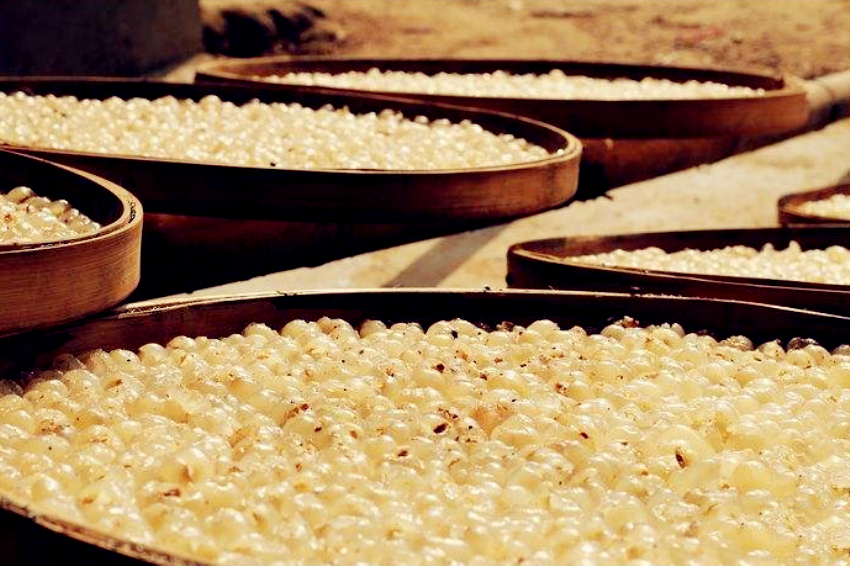 博白龙眼采摘基地在哪里,博白石硖龙眼什么时候成熟