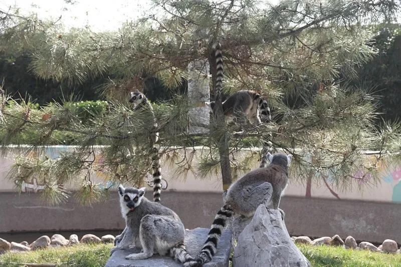 潍坊金宝乐园2022春节营业吗,潍坊金宝乐园65岁免门票吗