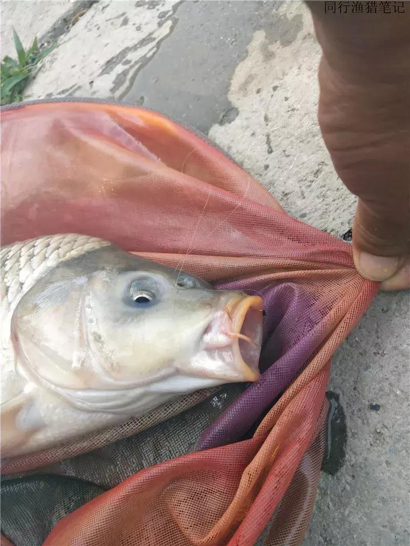 从钓鱼大师到钓鱼圣人,钓鱼大师为啥都是小钩细线钓大鱼