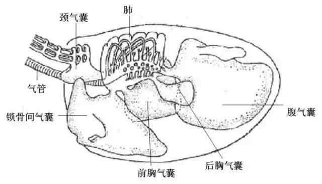 做了2677天兽医,解剖了数千只鸡,一篇文章详细教你防治气囊炎
