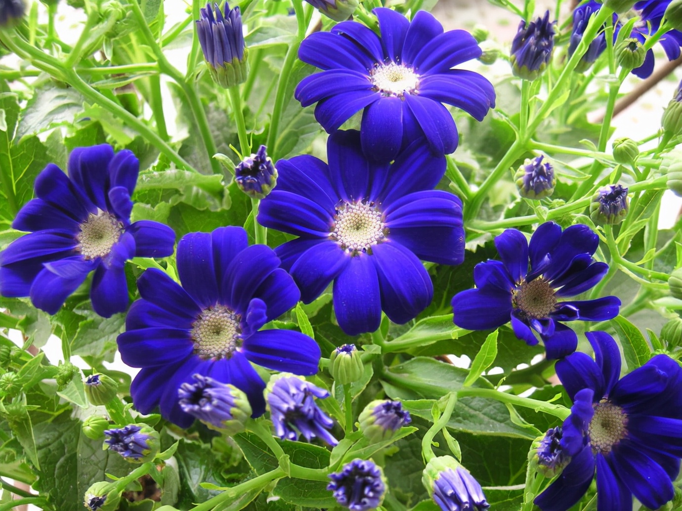 十种蓝色花,常见的六种蓝色花