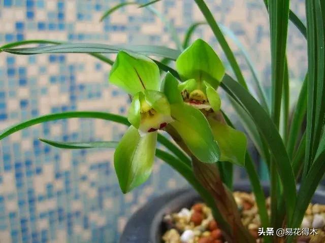 春兰大富贵春剑大富贵区别,春兰大富贵vs春剑大富贵