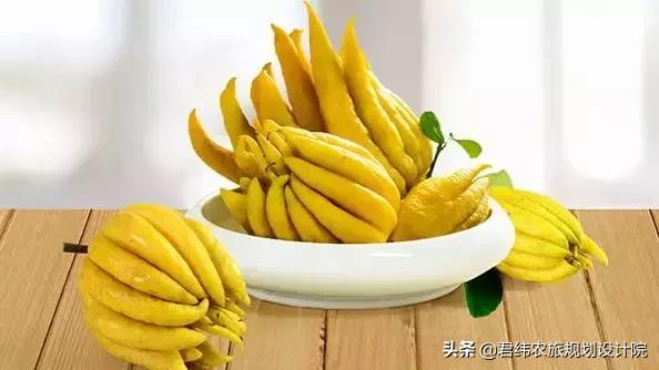 精品水果盘点,好吃又好养的水果