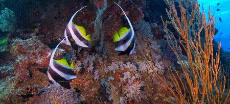 渔业危机纪录片,渔业阴谋纪录片预告