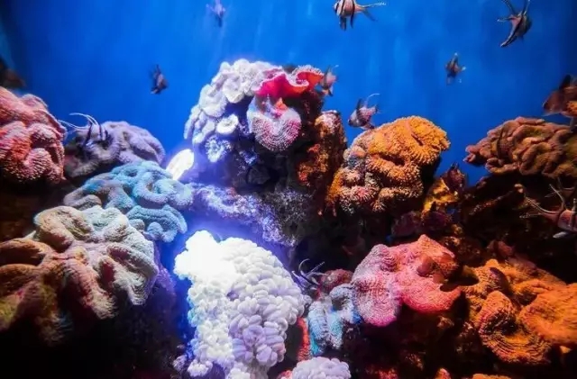 烟台海昌鲸鲨馆,烟台海昌鲸鲨馆表演