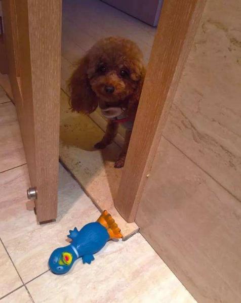 泰迪犬的六大缺点劝你最好别养,泰迪犬特殊的健康问题