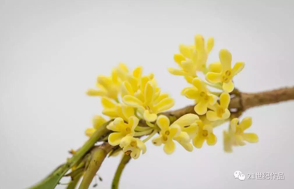 雨霖铃十二首原唱,朗诵经典作品雨霖铃