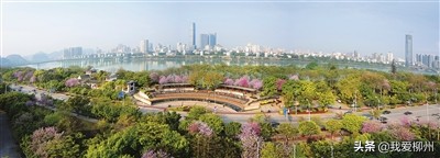 植树造林美龙城林下产业富百姓——市林业和园林局积极推进“花园城市”建设打造宜居宜业柳州侧记