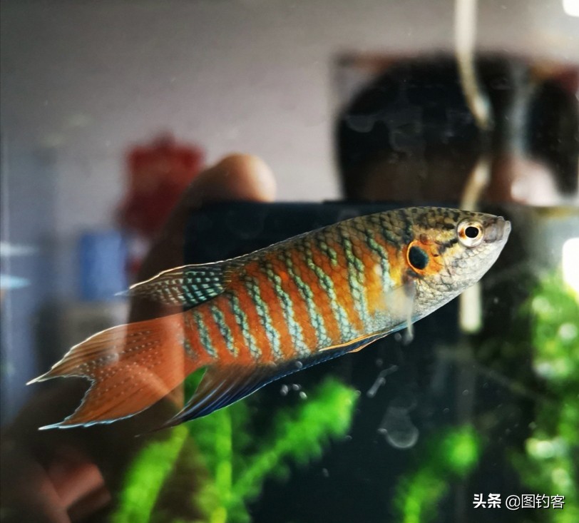 “一生都在打架中度过”：中国斗鱼，是观赏鱼中的“平头哥”