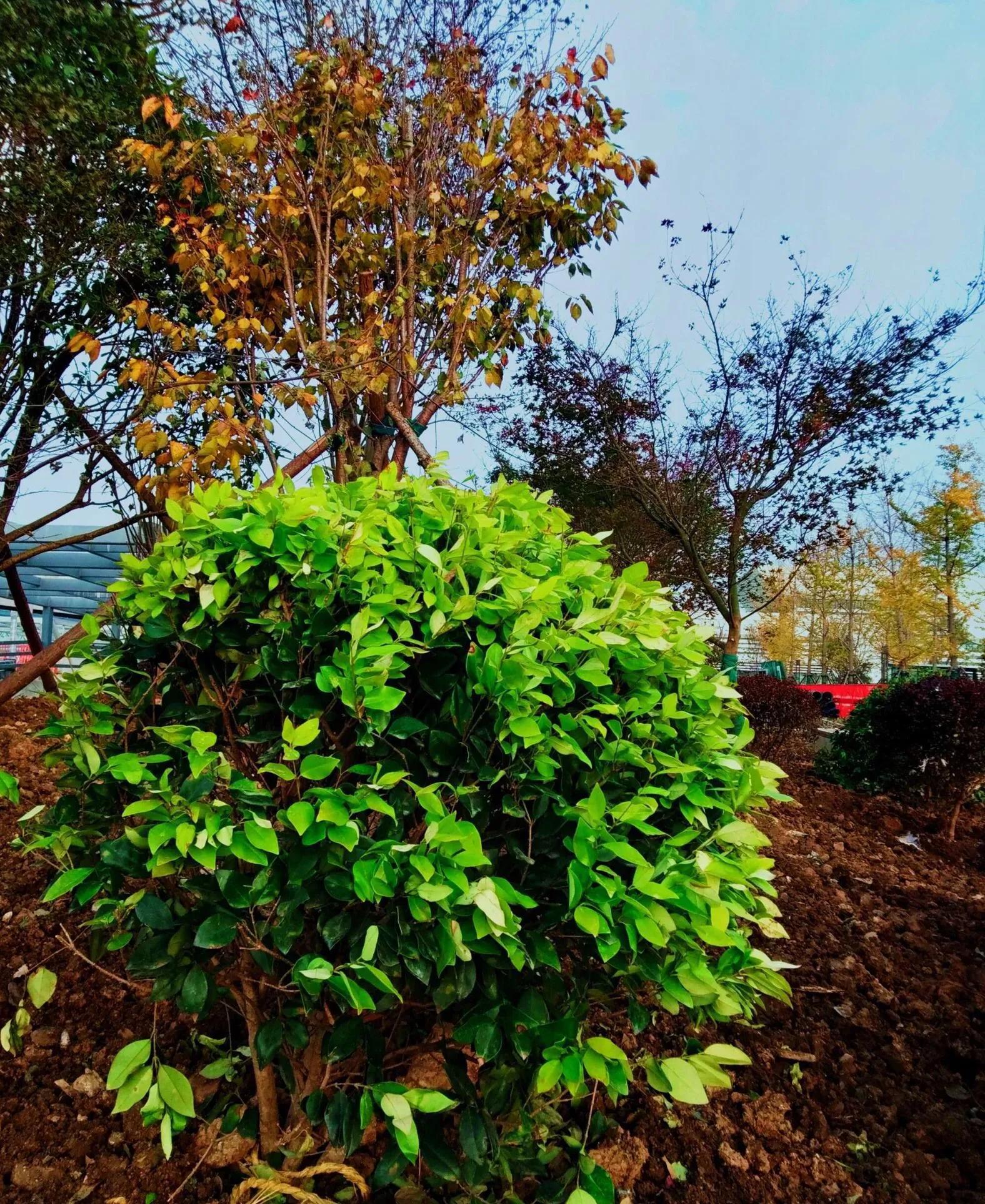 植物百科知识大全儿童,植物百科app