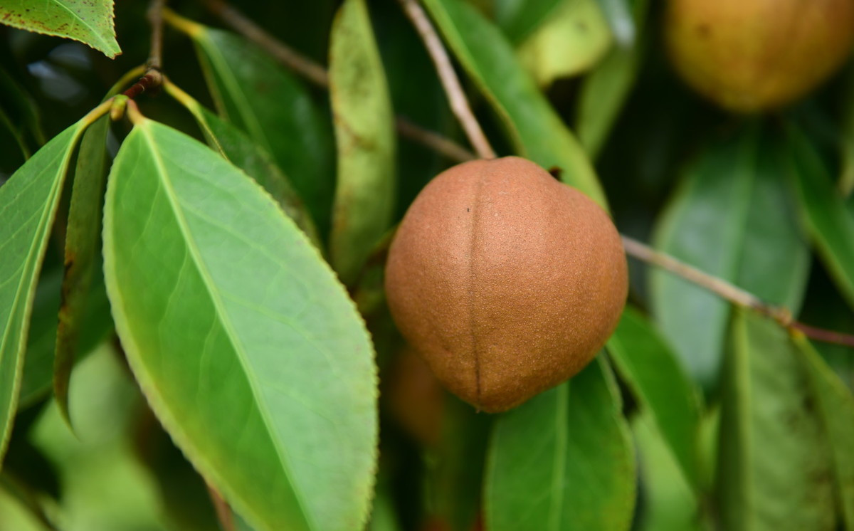 为什么有些山茶油那么便宜,南方茶油为什么这么少