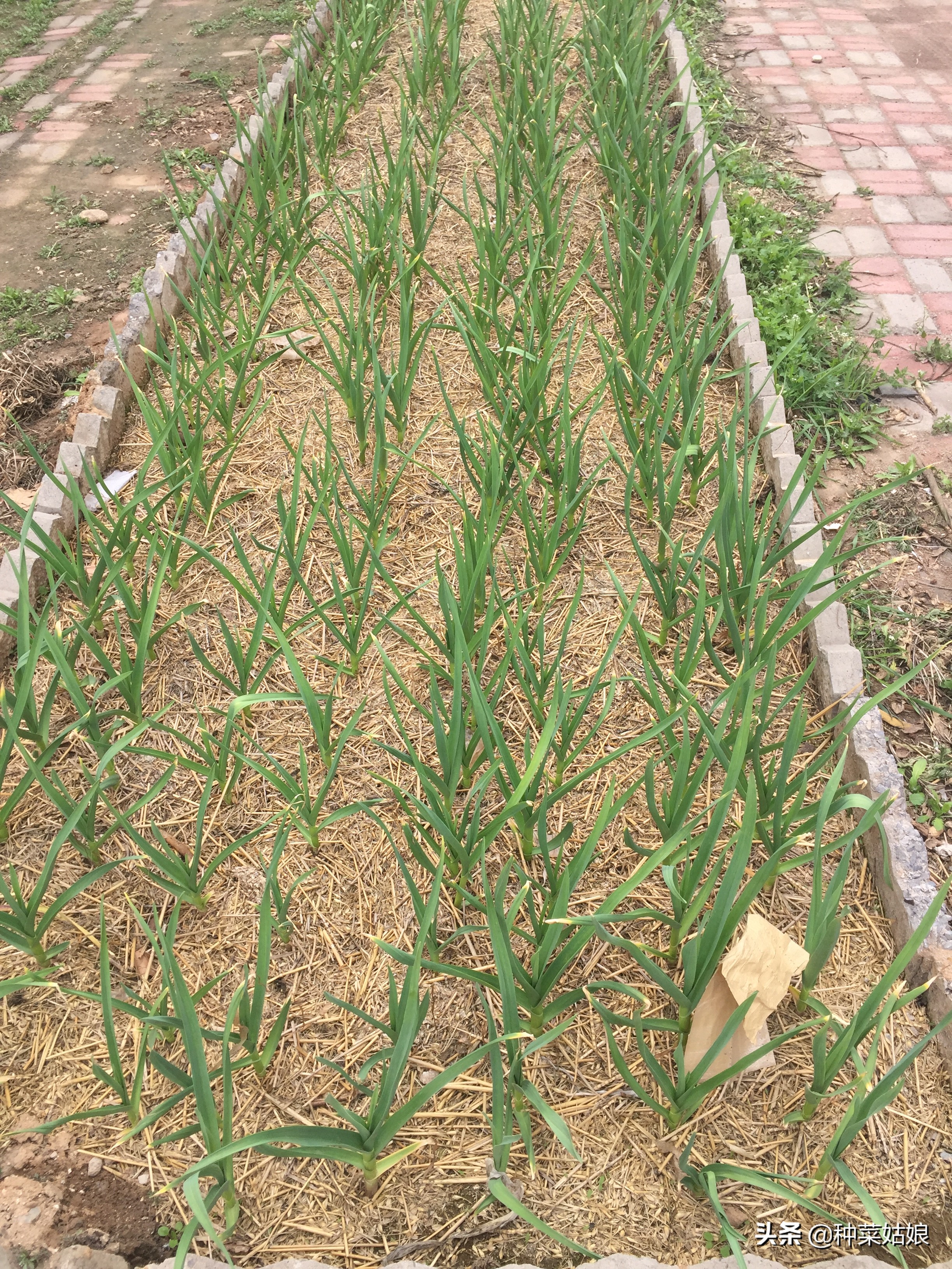 种蒜只长叶不结蒜,种蒜不出九这个九指的是什么