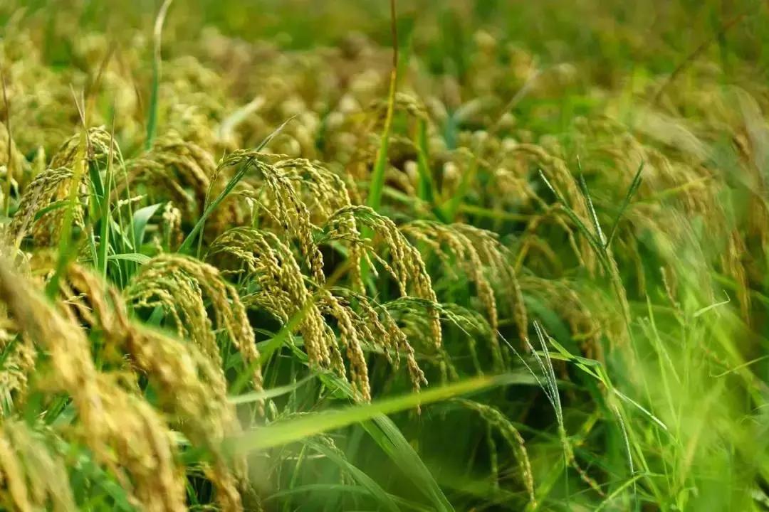 中山市古镇法庭官网,古镇法院开庭视频