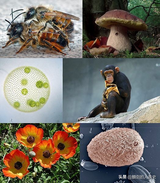 地球有多少种生物群系,地球生物都是由单细胞进化来的吗