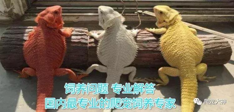 鬃狮蜥蜴拉稀怎么办,鬃狮蜥蜴不爱吃东西