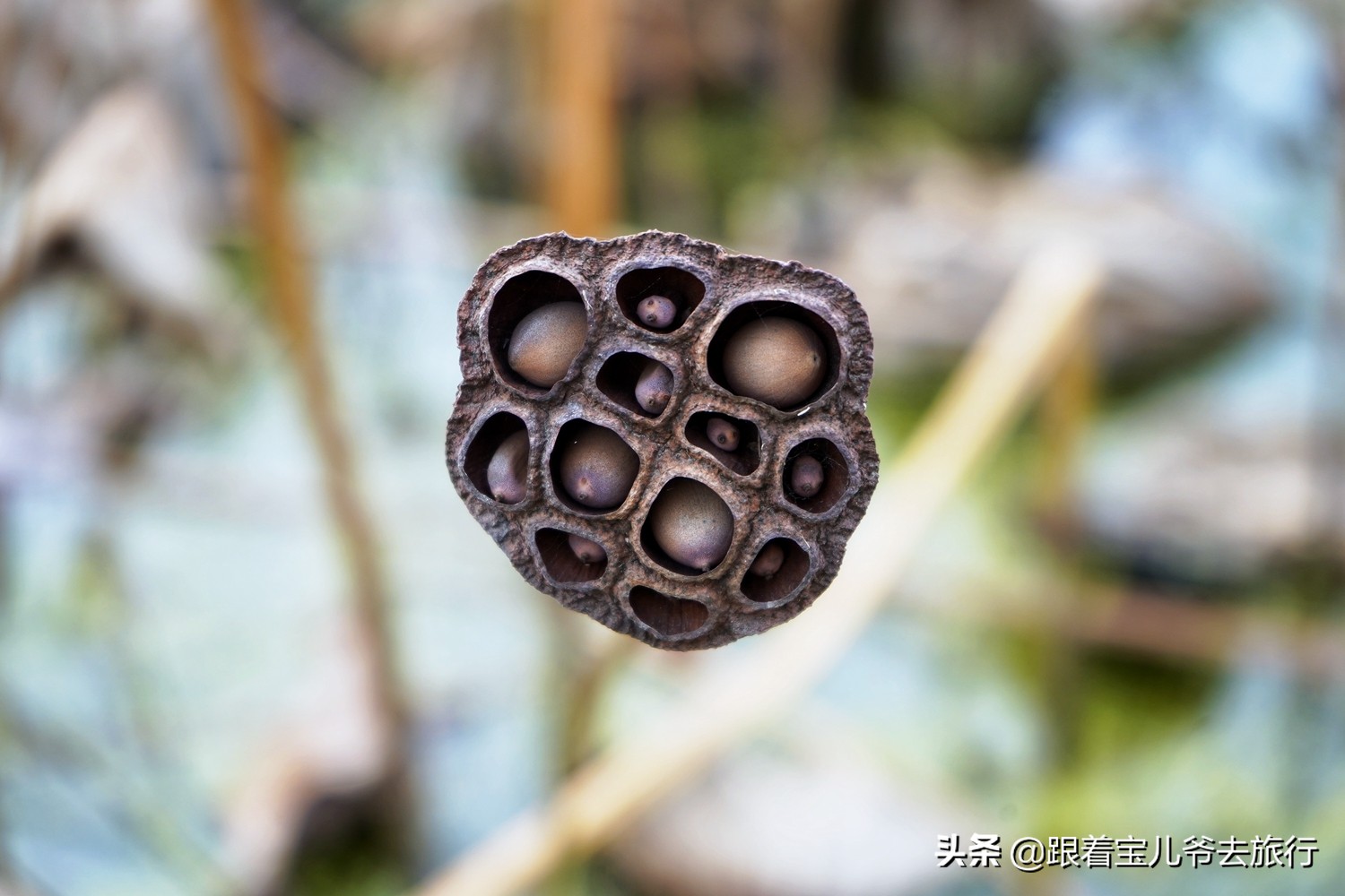 南京燕雀湖水杉林,南京秋天水杉林