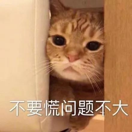 老一辈的猫长肿瘤了怎么办,猫咪身体里长了个肿瘤