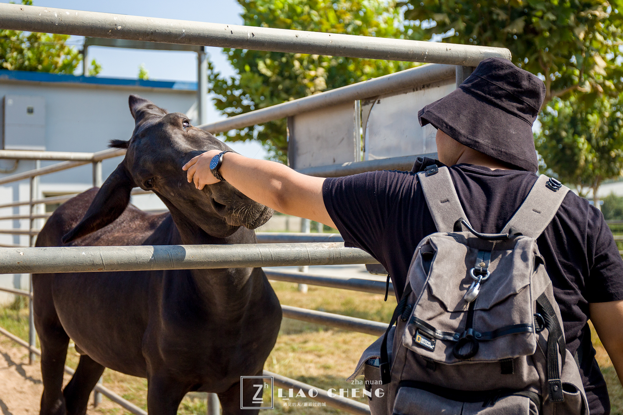 东阿县毛驴养殖基地,黑毛驴养殖基地