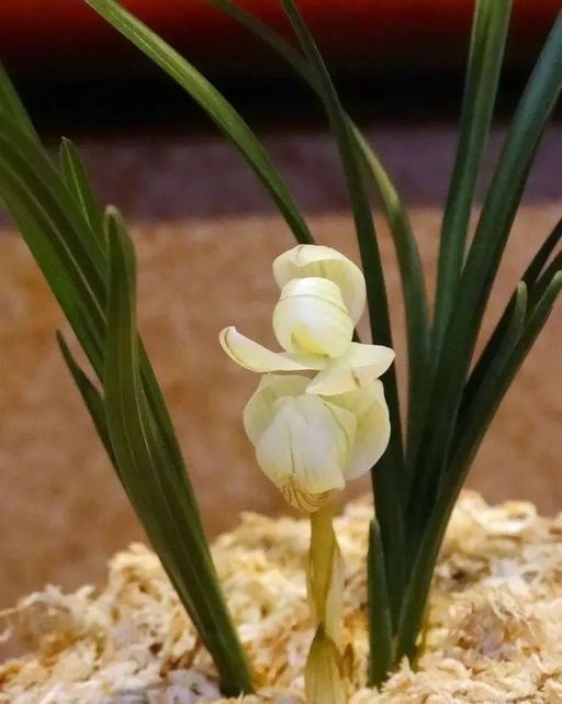 世界十大罕见花卉,世界名贵花卉高清大图