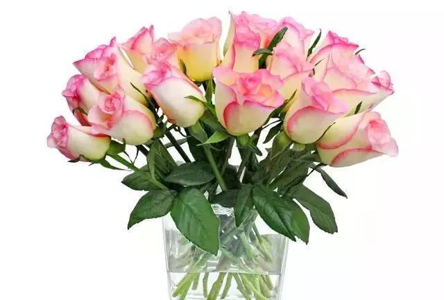 101种玫瑰品种科普你都认识吗,100种玫瑰品种科普你都认识吗