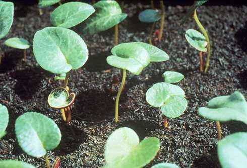 仙客来一盆变十盆视频,仙客来一盆种几棵