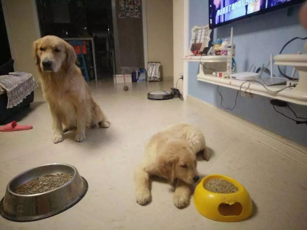 狗狗生理期又没有公狗怎么办,狗狗生理期公狗怎么知道