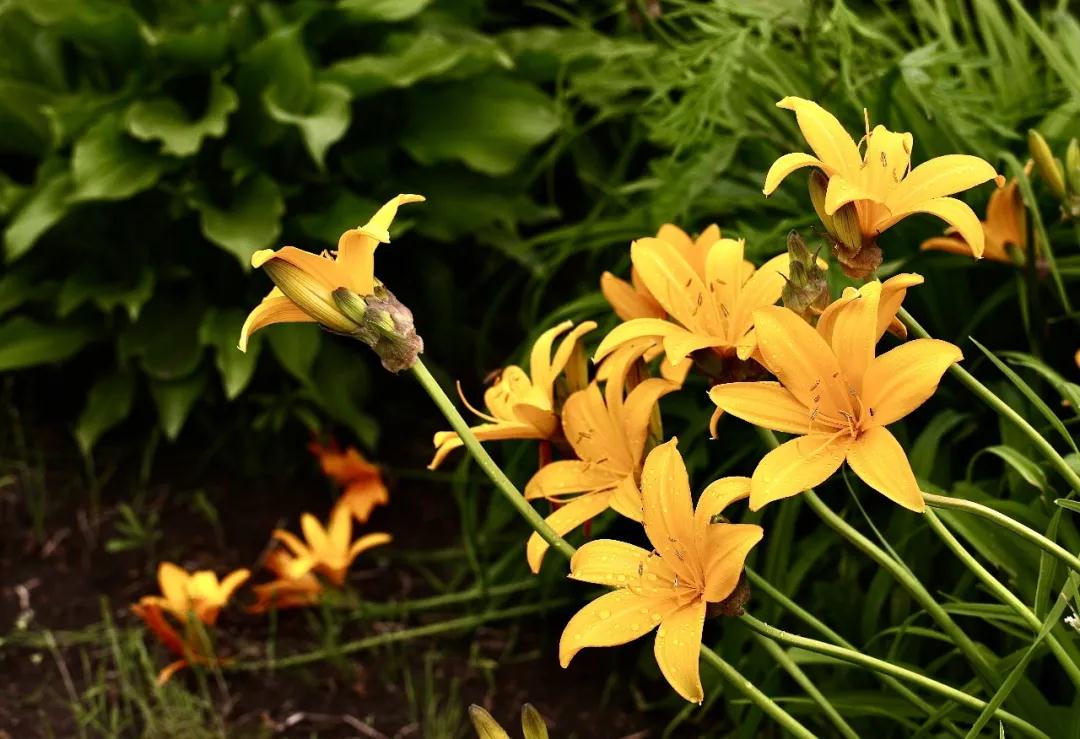 林业生态旅游科普,林草科普