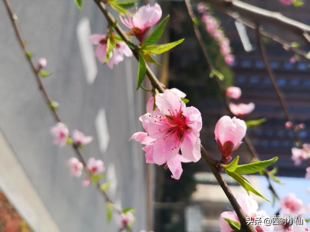 孩子写作文思路乱用思维导图,思维导图教小孩写作文