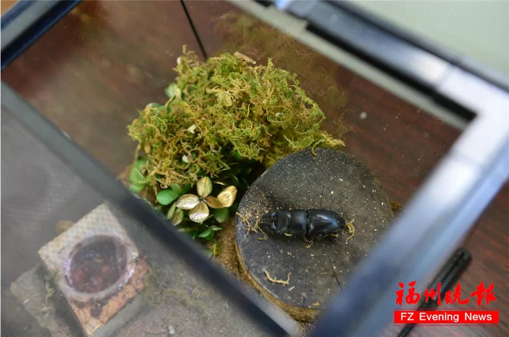 福州教院附属第二小学晋安校区,福州教院二附小