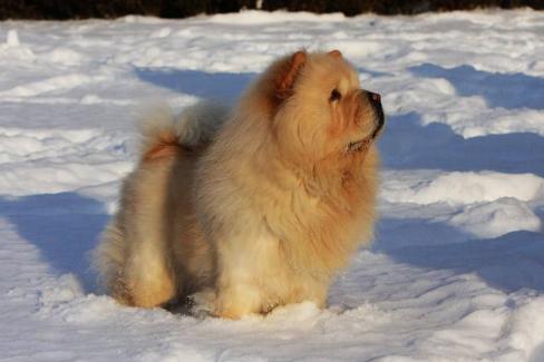 盘点特别耐寒的6种狗狗,狗狗耐寒零下多少度