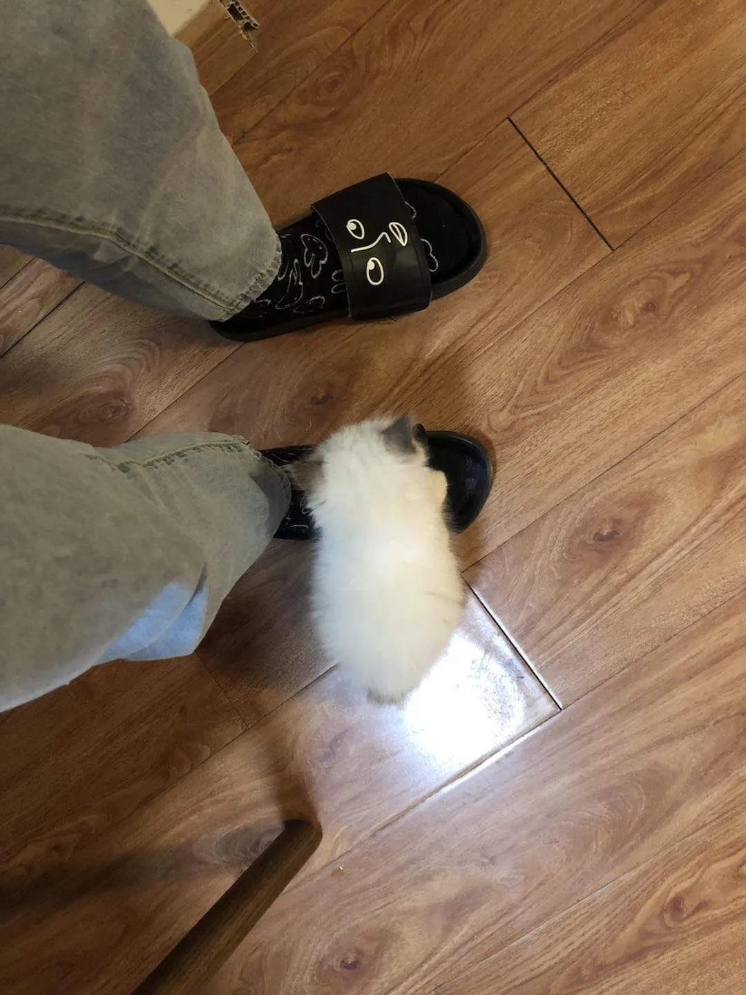 网约车猫咪托运,小猫可以用顺风车托运么