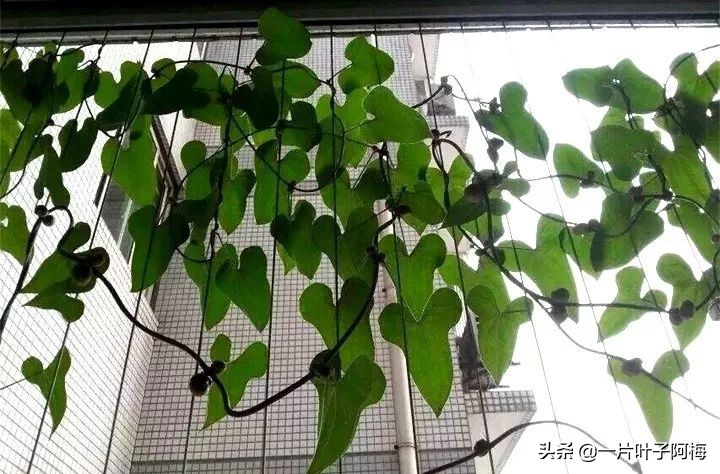 一节山药丢水里，疯狂长藤“冒金豆”，赏叶又吃豆，*管双**齐下