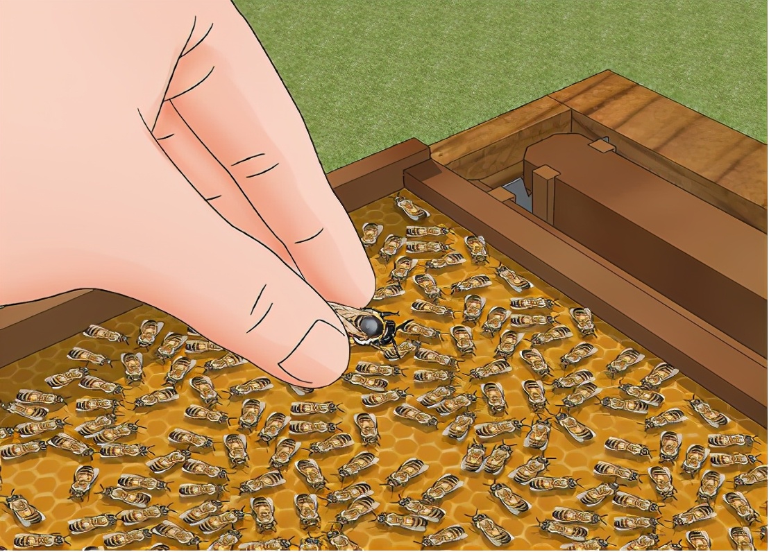 土养蜜蜂换王怎样方便找到蜂王,蜜蜂二十多只带一个蜂王怎么养殖