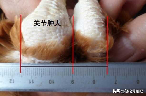 鸡群里零星跛脚怎么治疗,鸡瘫痪拉水白绿粪便怎么办