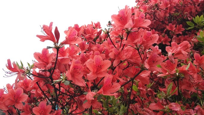 广州从化海拔1000米的山峰,从化十大最难爬的山