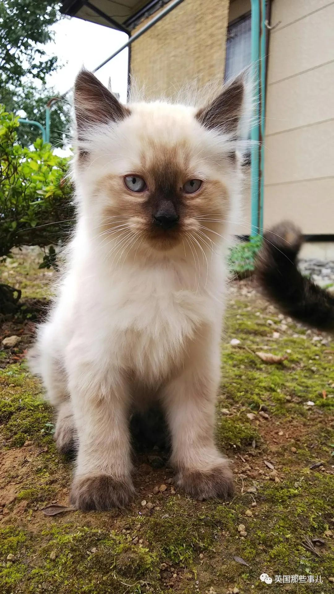 养暹罗猫会得什么病吗,养暹罗猫就像开盲盒