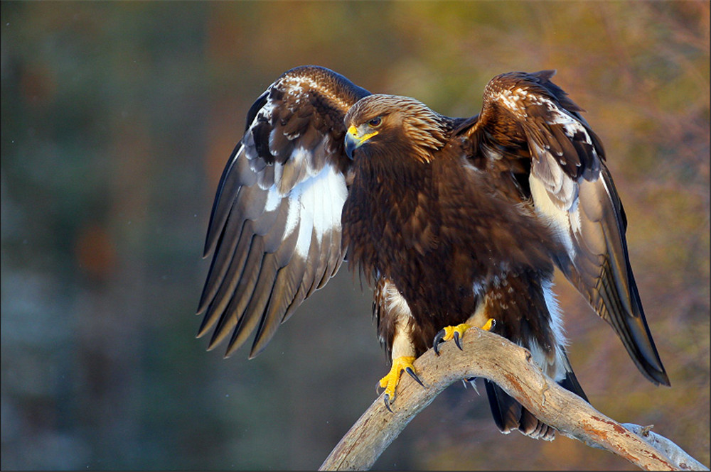 澶╁北鍑虹幇闆惫,閲戦洉鏃辩嵀娓搁毤