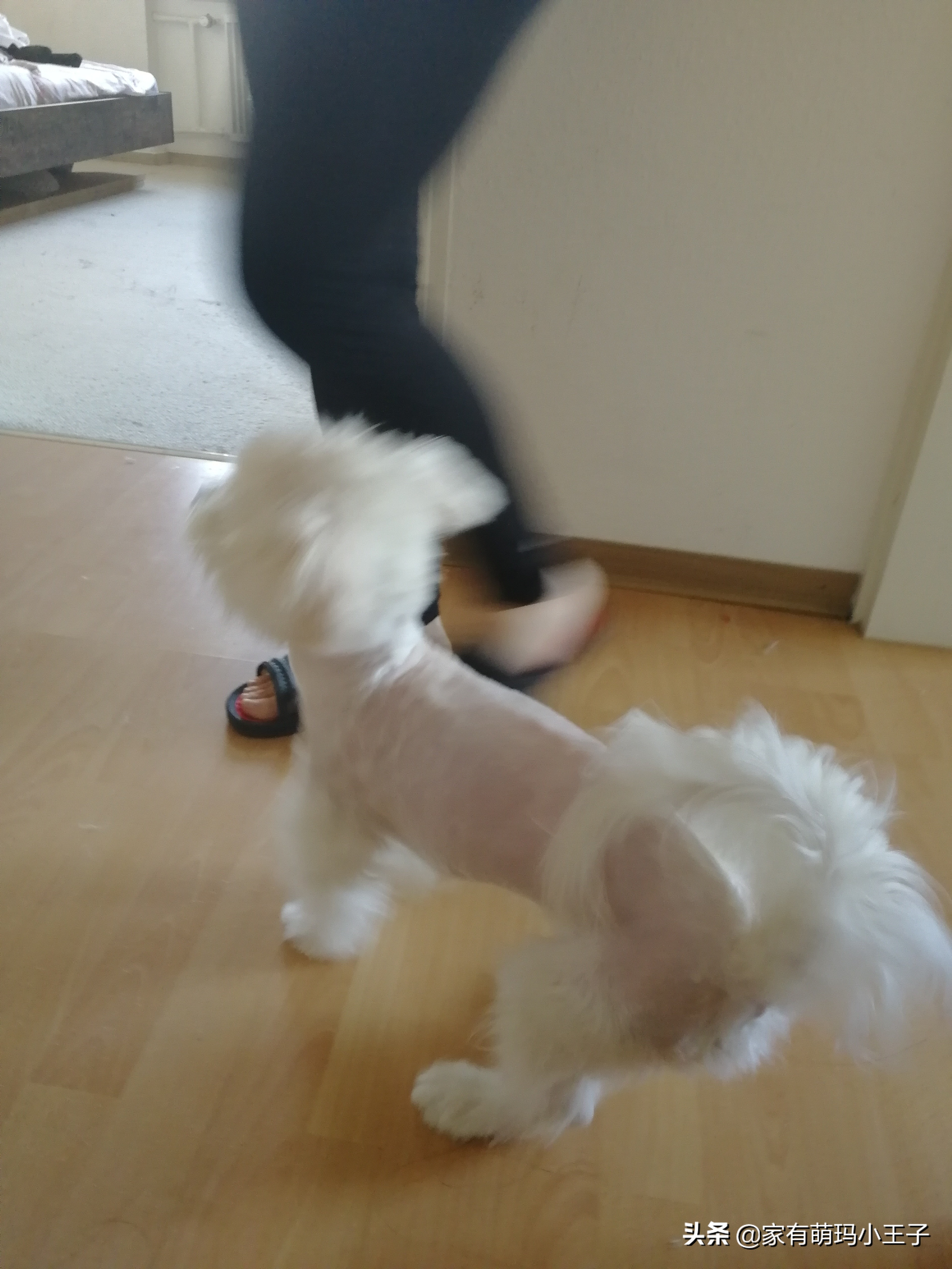 自己动手给狗狗剪毛的正确方法,自己为狗剪毛