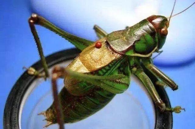 玩虫讲究,玩虫子的人