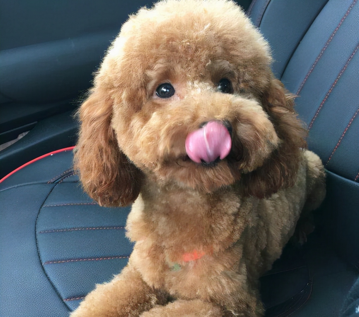 怎么养泰迪才会养得非常好,养泰迪的正确方法和注意事项