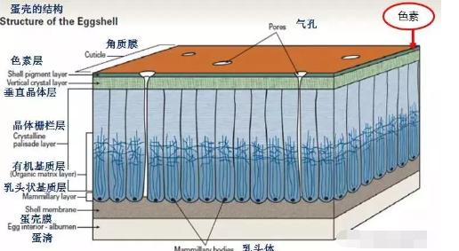 产蛋鸡的蛋皮脆怎么回事,蛋鸡产的鸡蛋壳薄脆的原因